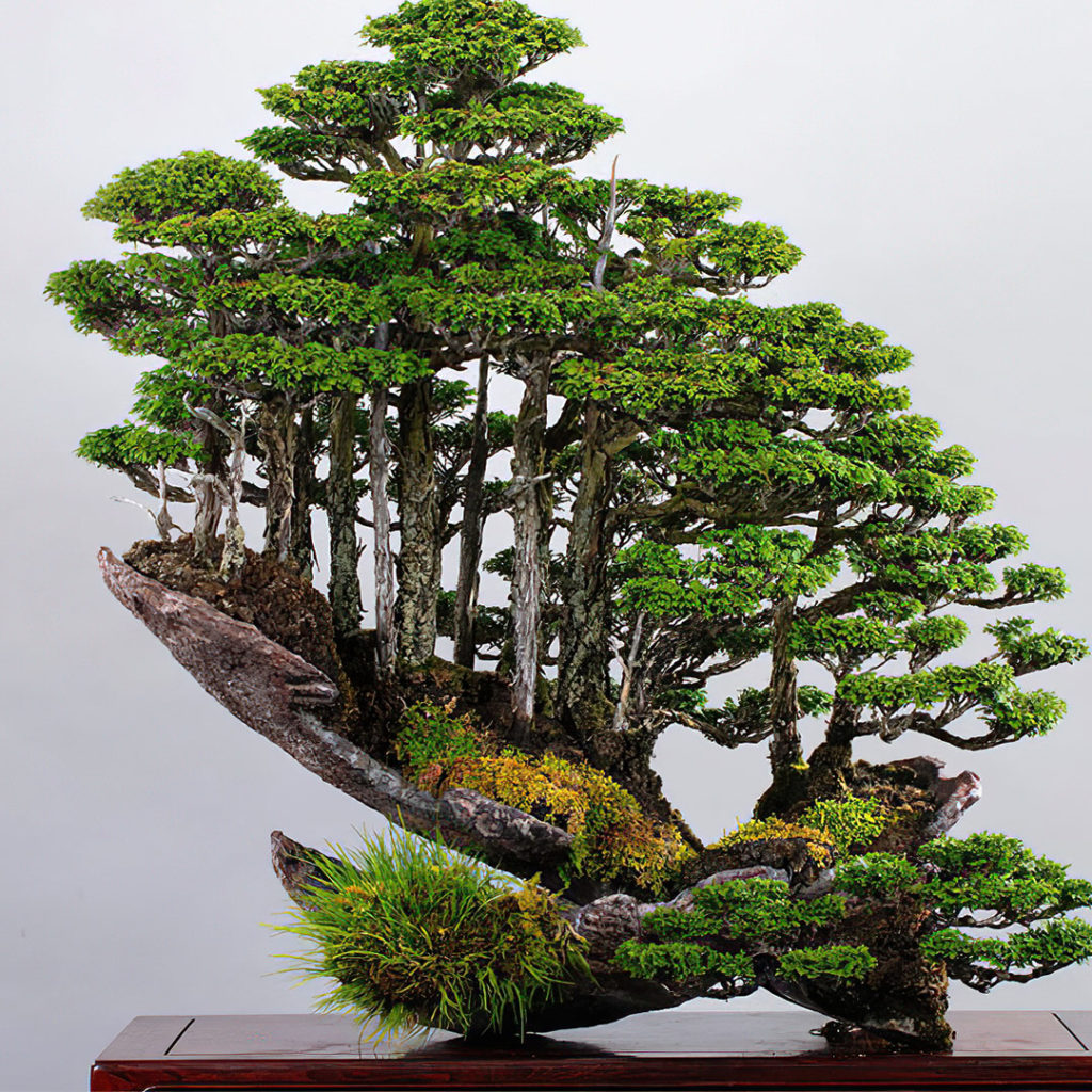 Bonsai_MasahikoKimura