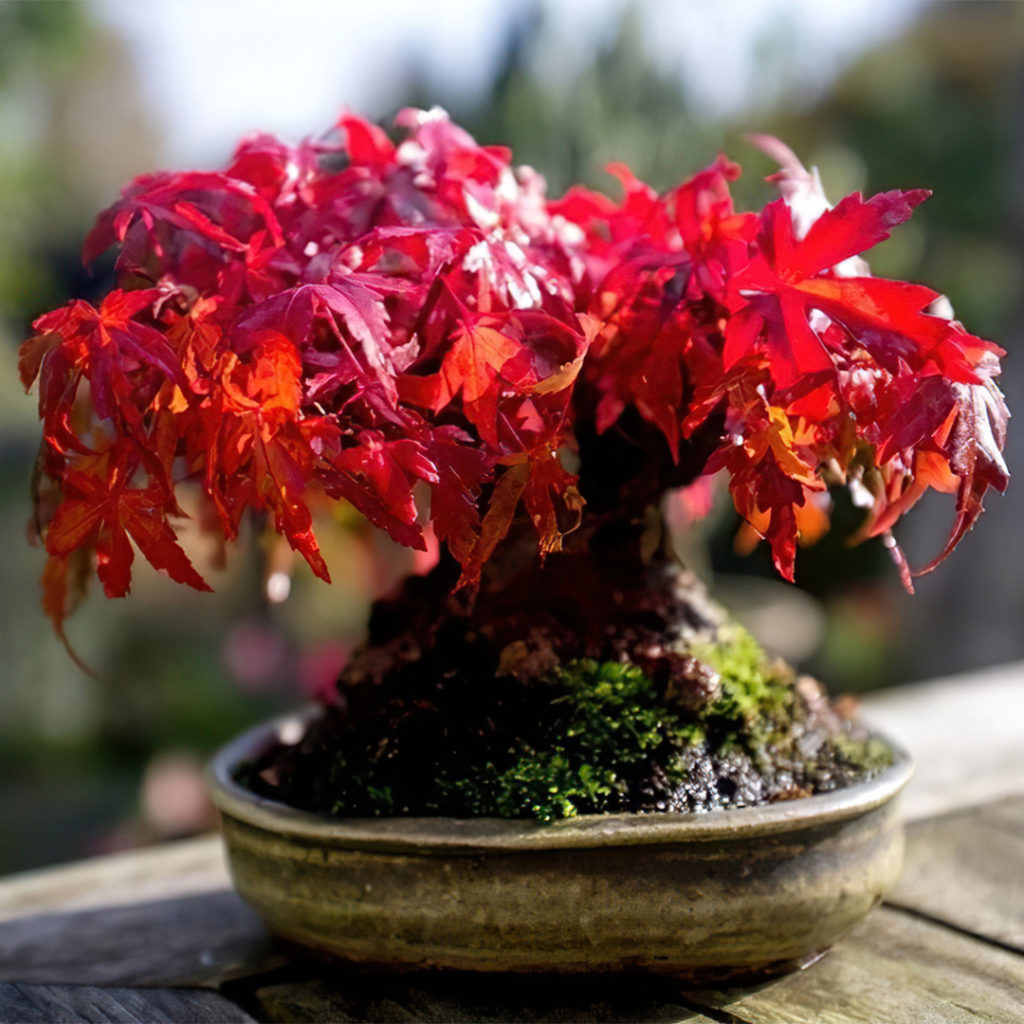 Bonsai_acerorosso