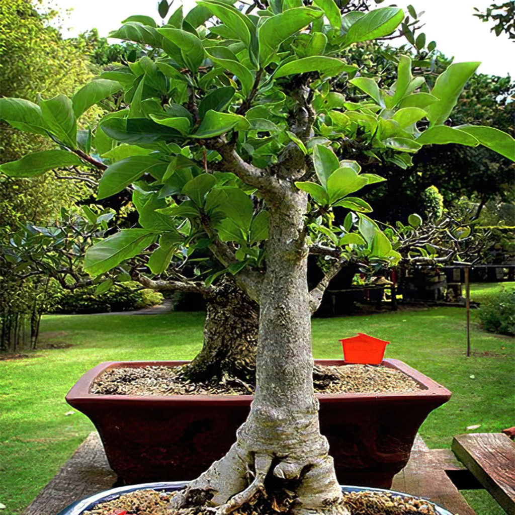 Bonsai_baobab
