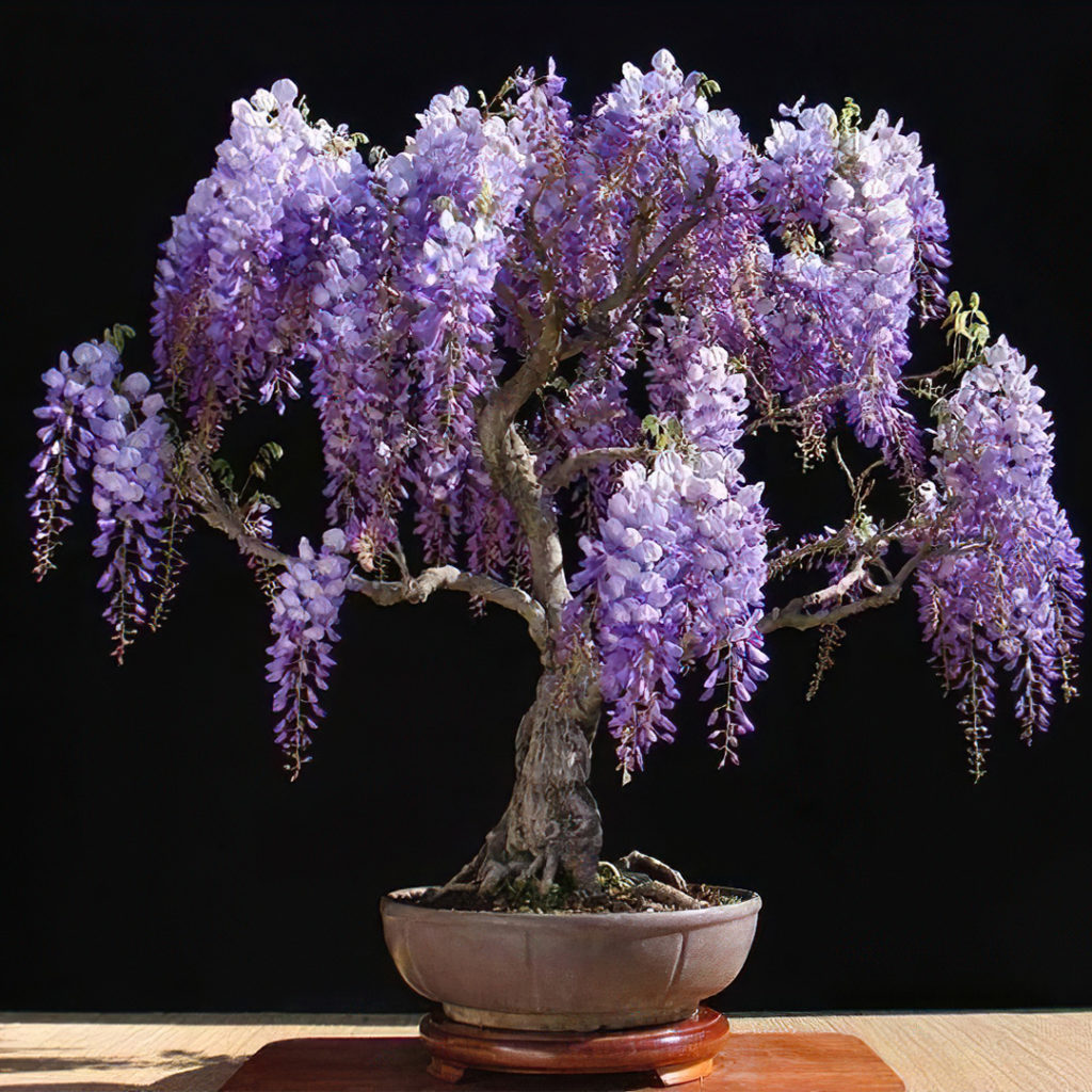 Bonsai_glicine