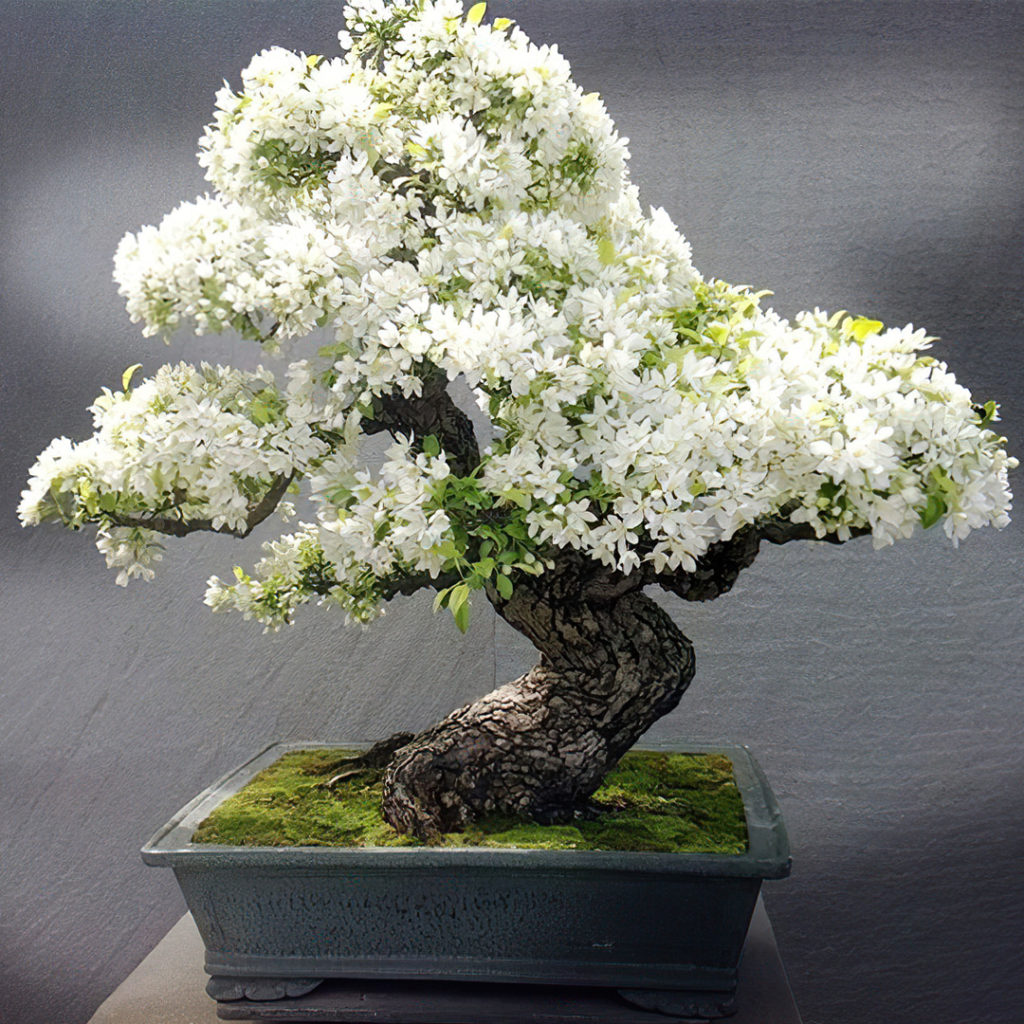 Bonsai_meloinfiore
