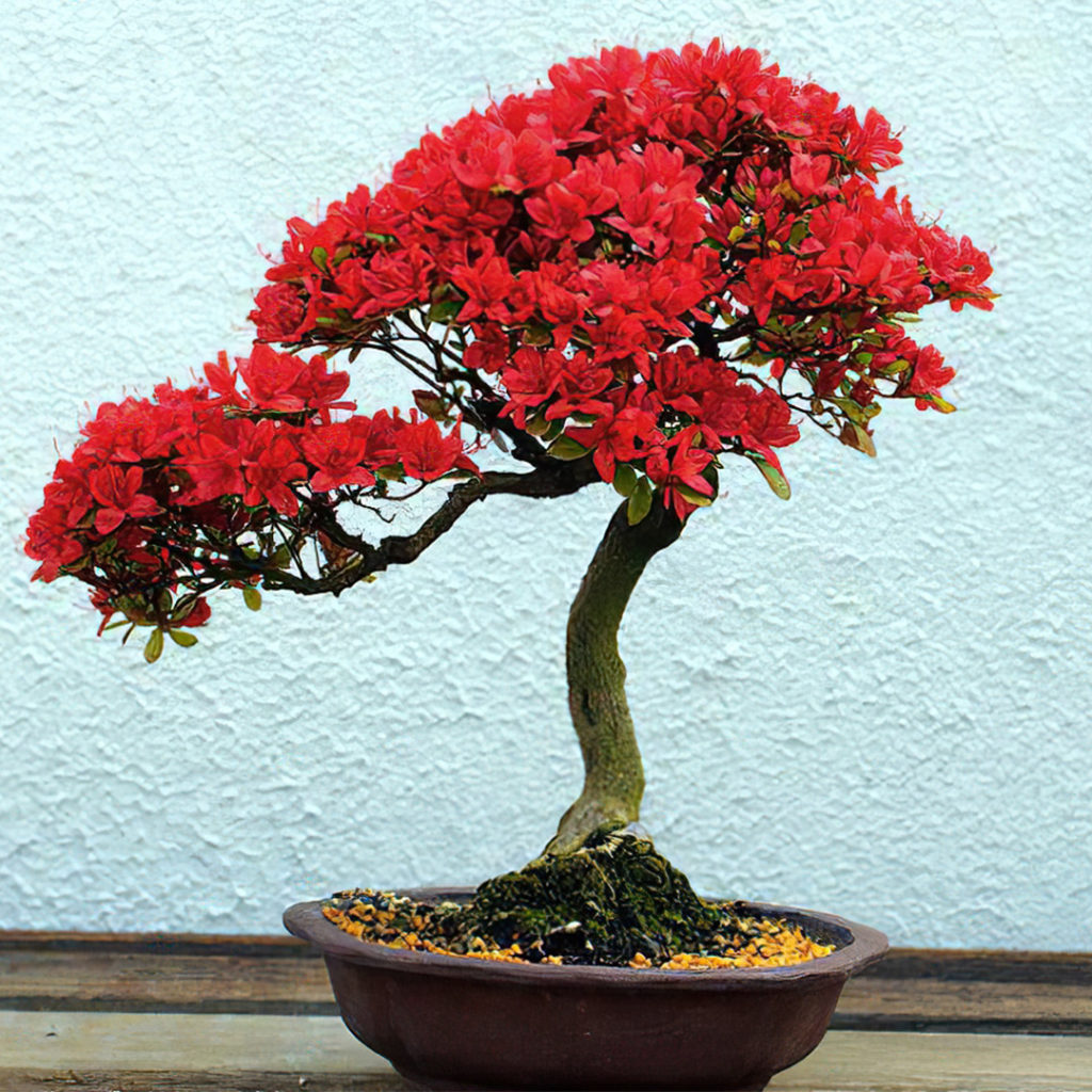 bonsai_azalea