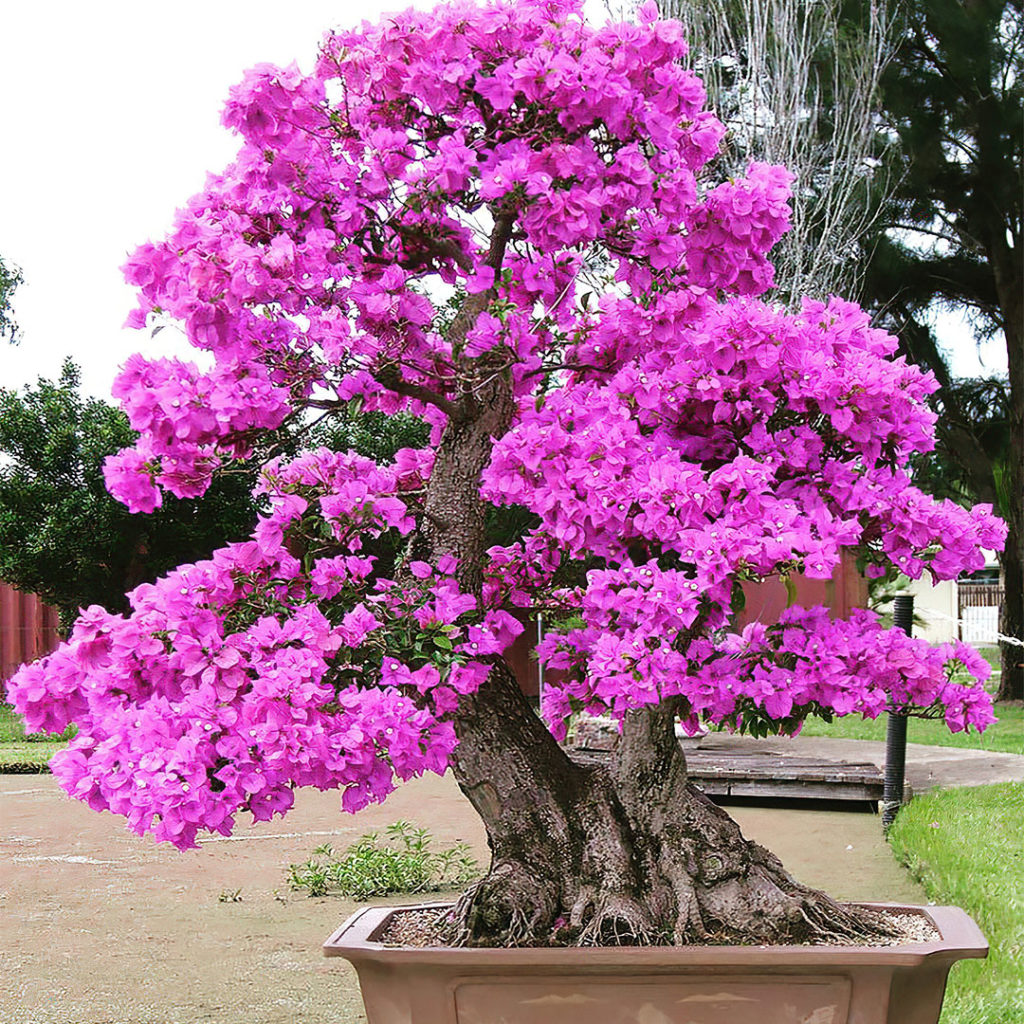 bonsai_bouganville