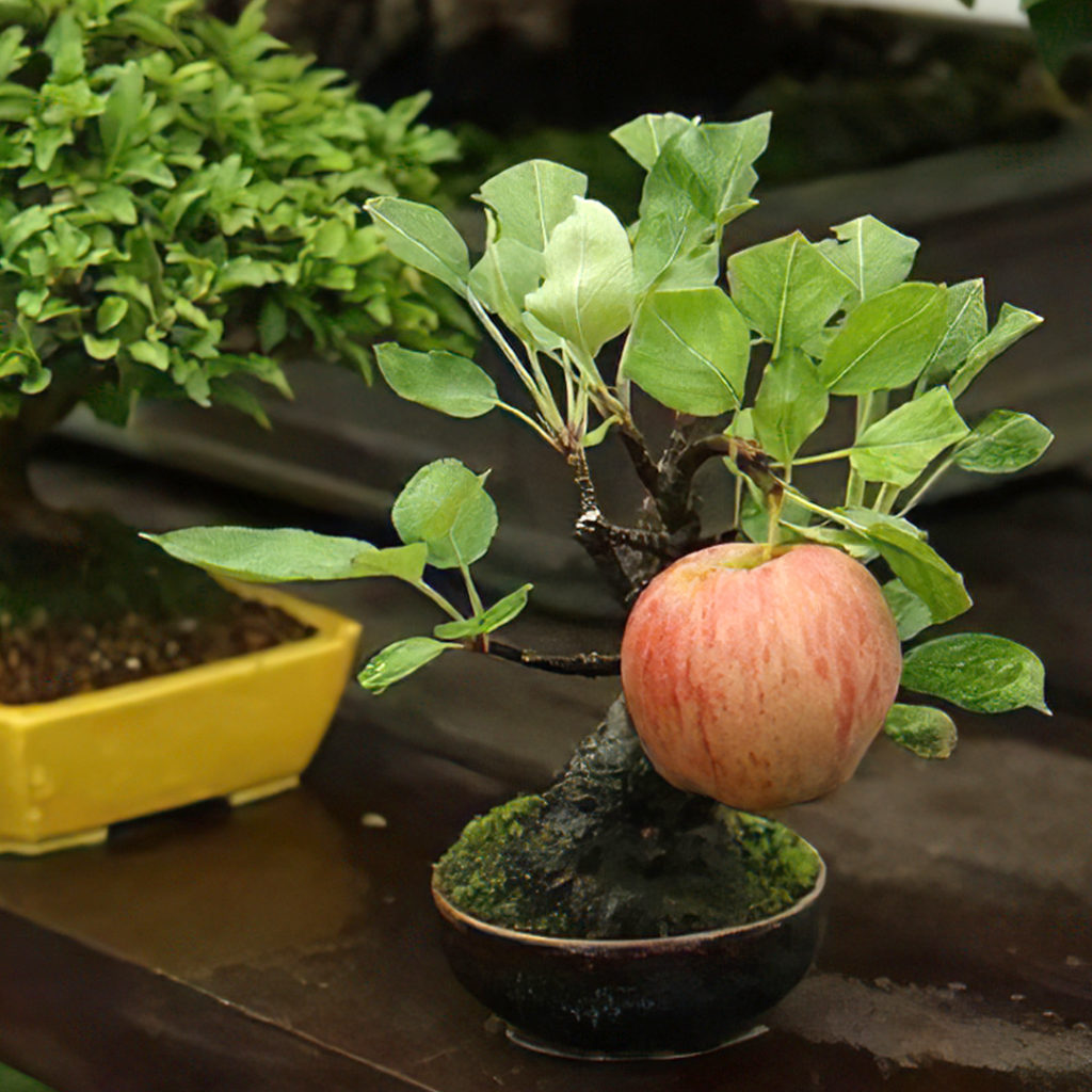 bonsai_melo