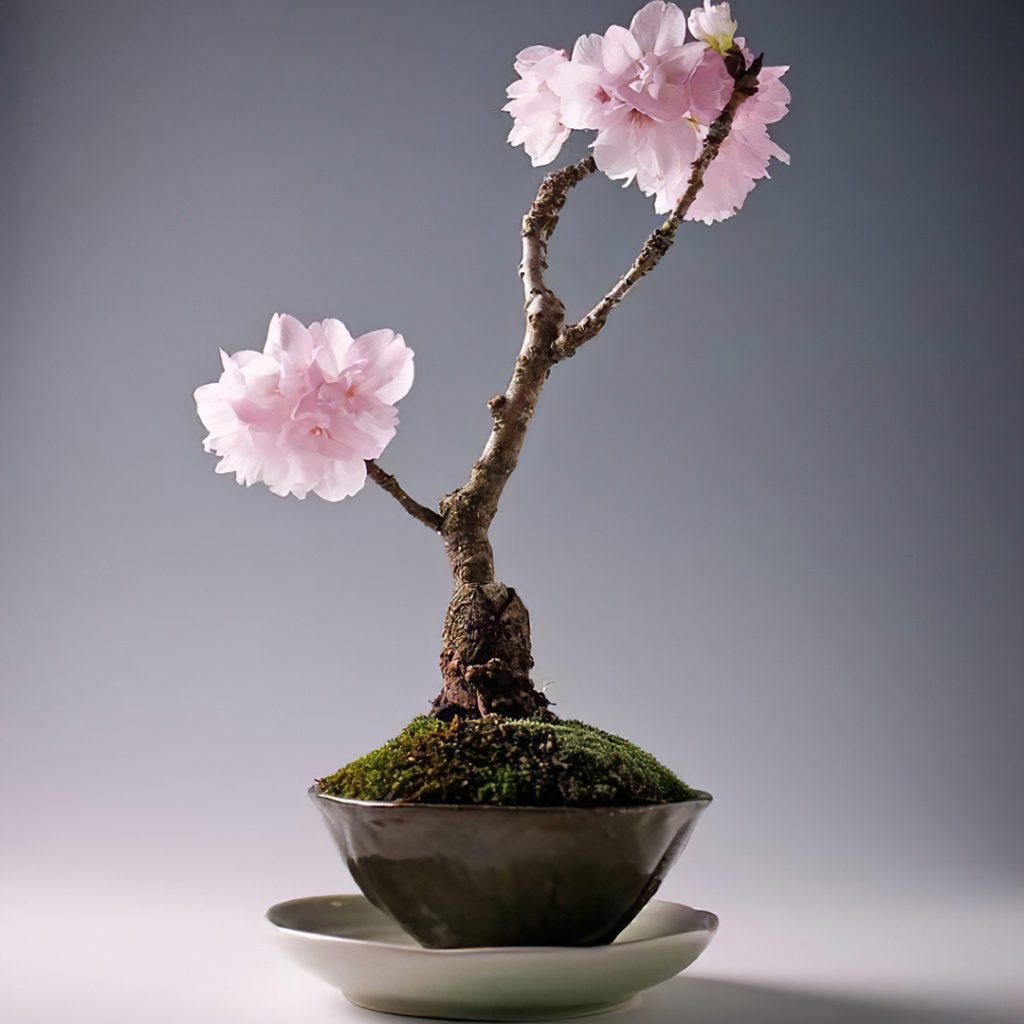 bonsai_sakura