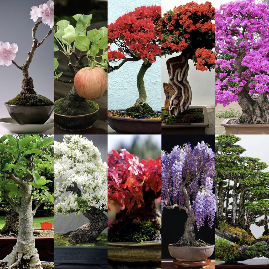 I  10 Bonsai più belli del Mondo