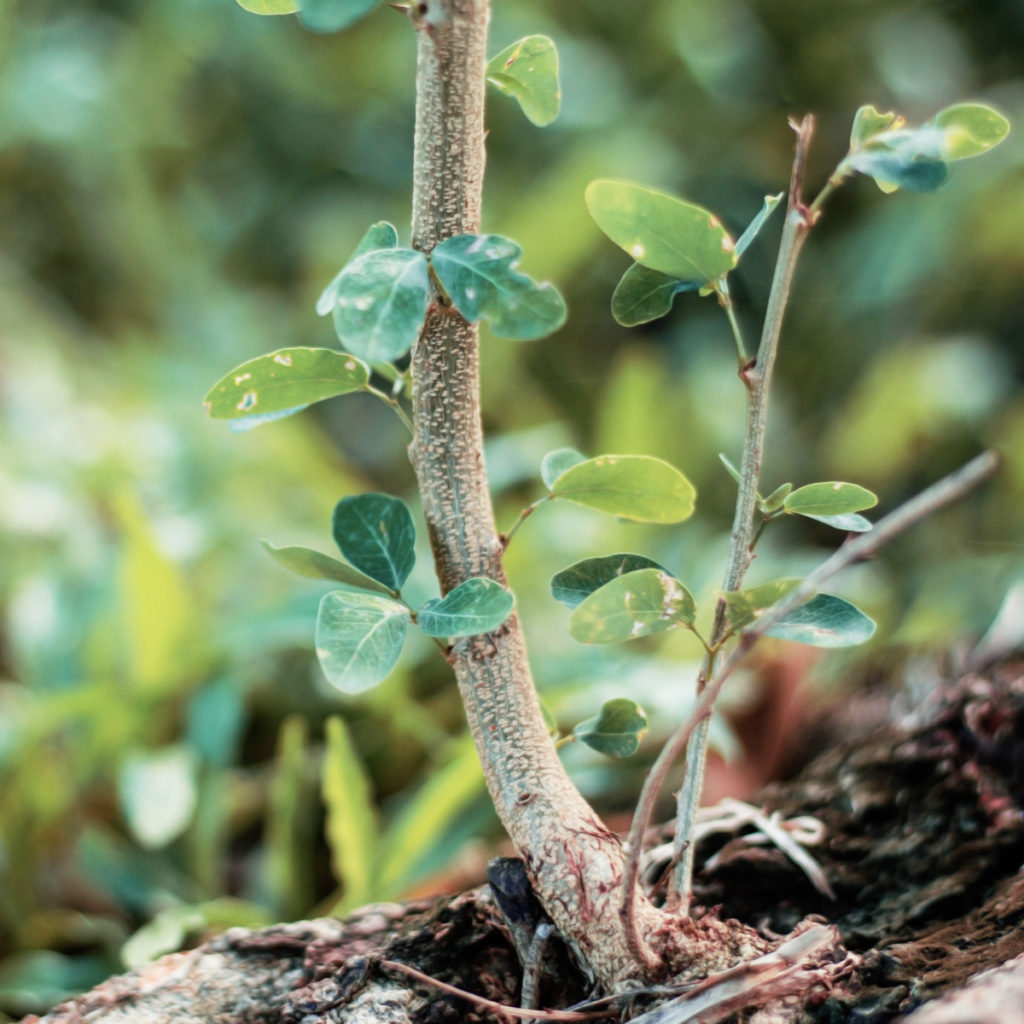 Raccoglie alberi in natura per fare bonsai