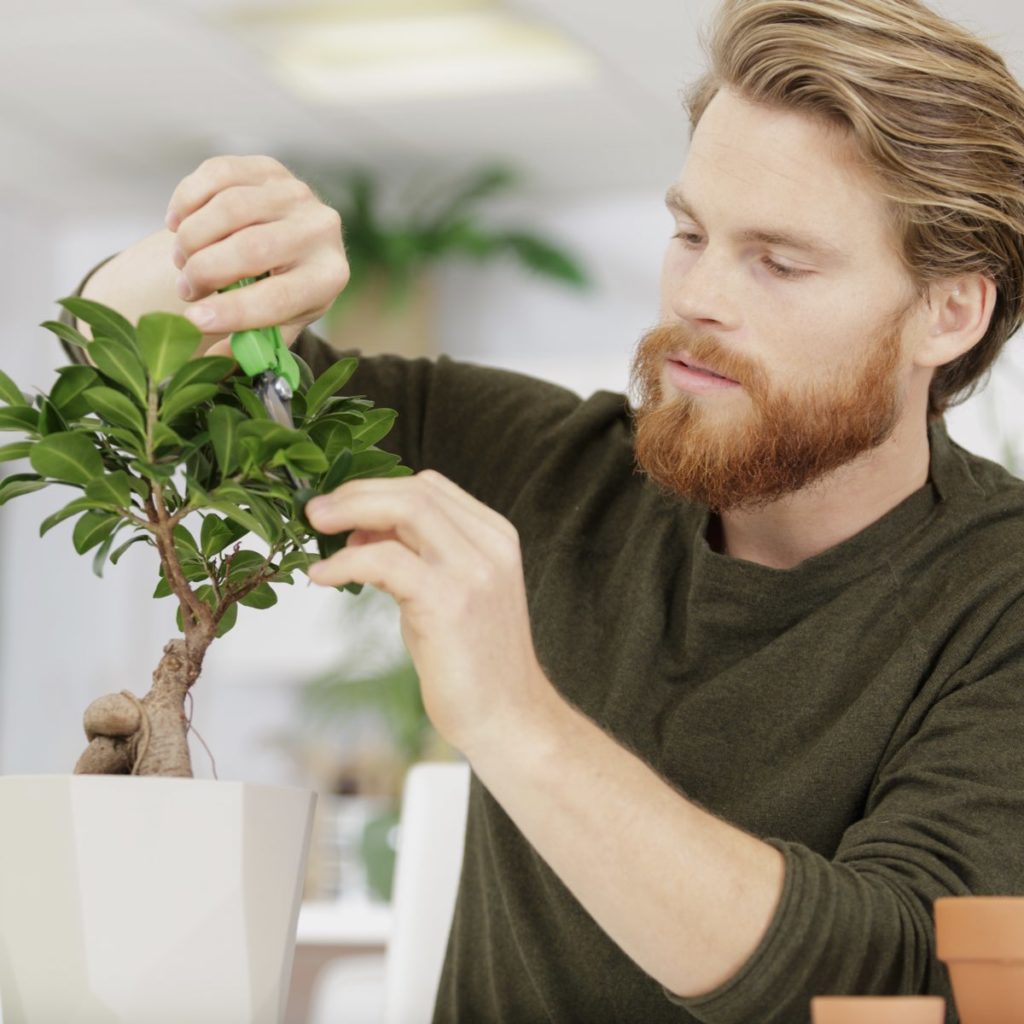 Alcune linee guida per la coltivazione ottimale del tuo Bonsai