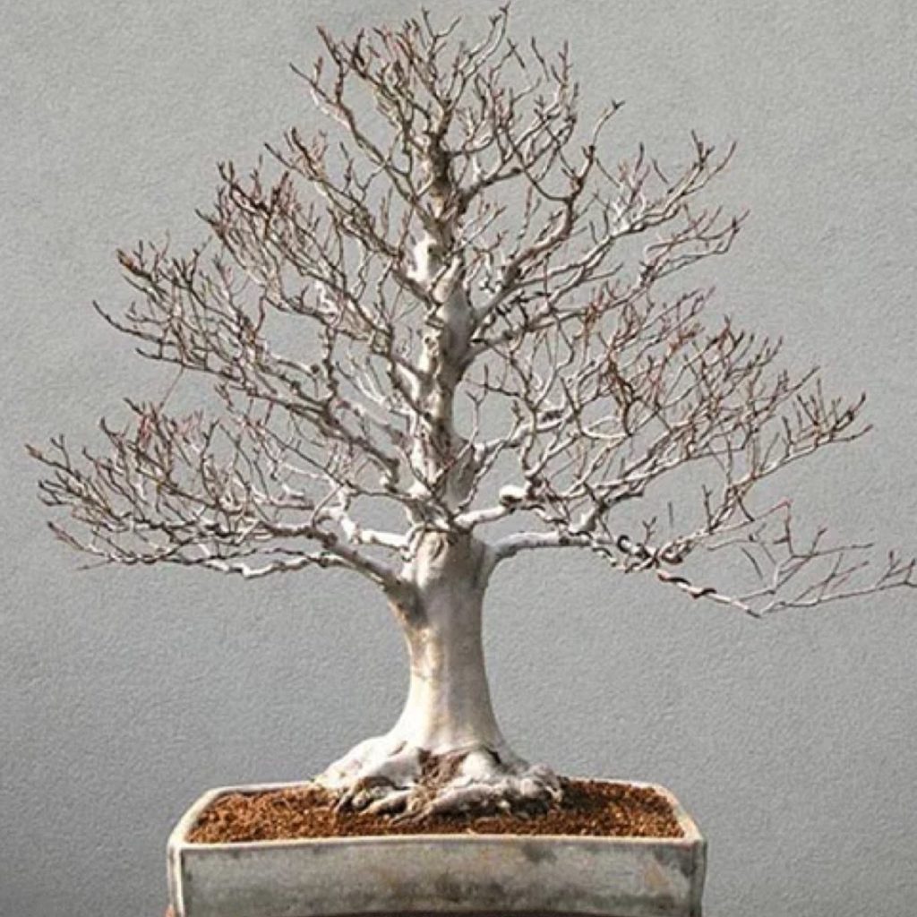 L’estate è ormai finita, e con il sopraggiungere dell’autunno, è giunto il momento di preparare i nostri bonsai ad affrontare il prossimo inverno.