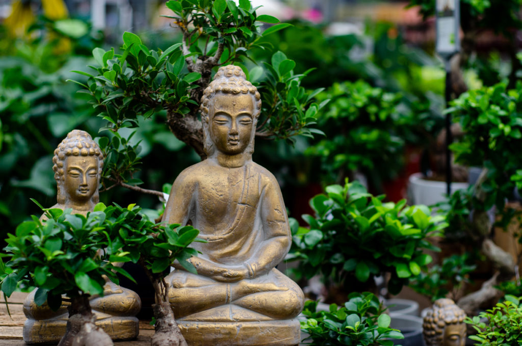 L’arte del bonsai è antica a dir poco. Prese piede in Giappone con l’avvento del Buddismo Zen e delle usanze dei monaci a esso devoti.