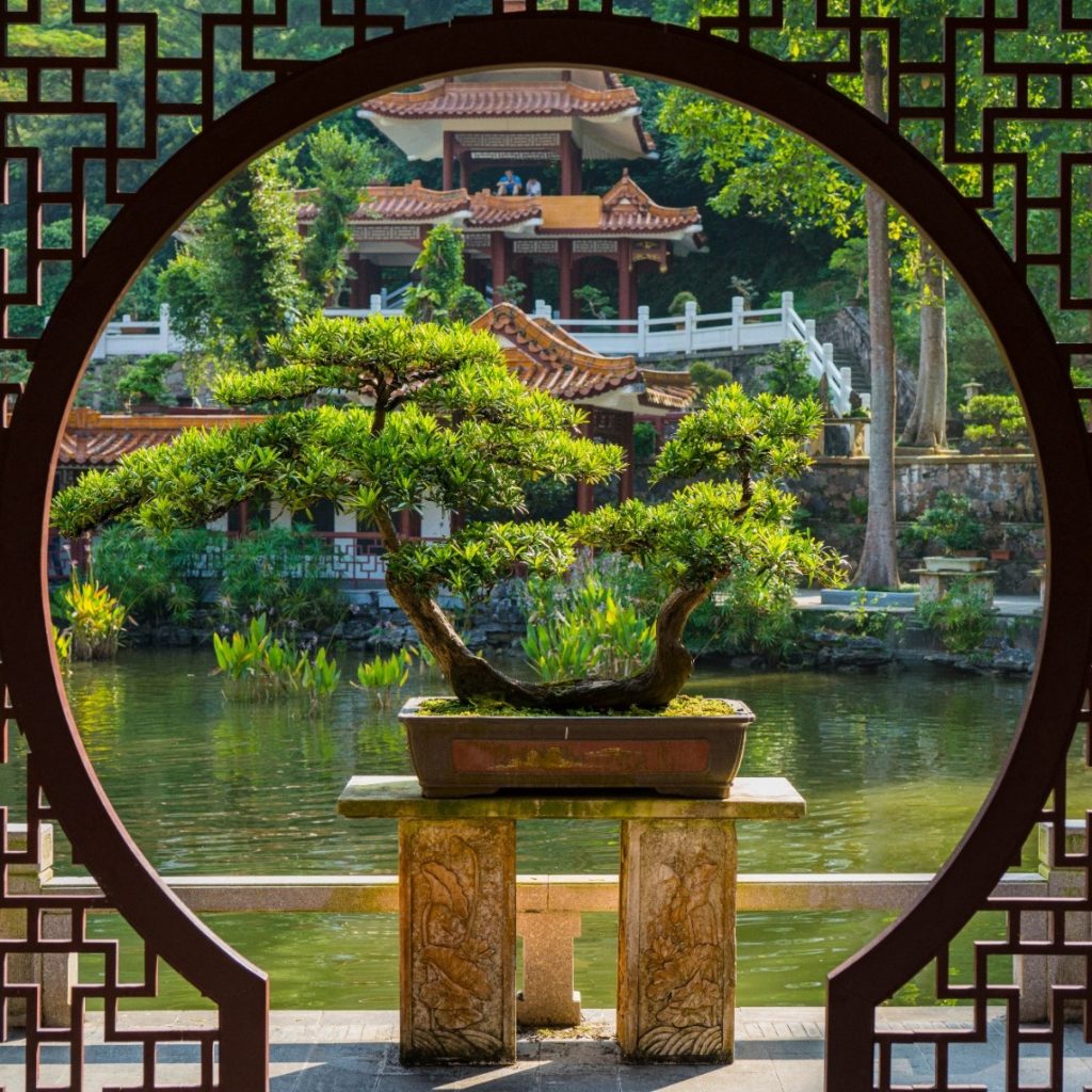 Impariamo a far crescere i Bonsai all’esterno, con le dovute accortezze.