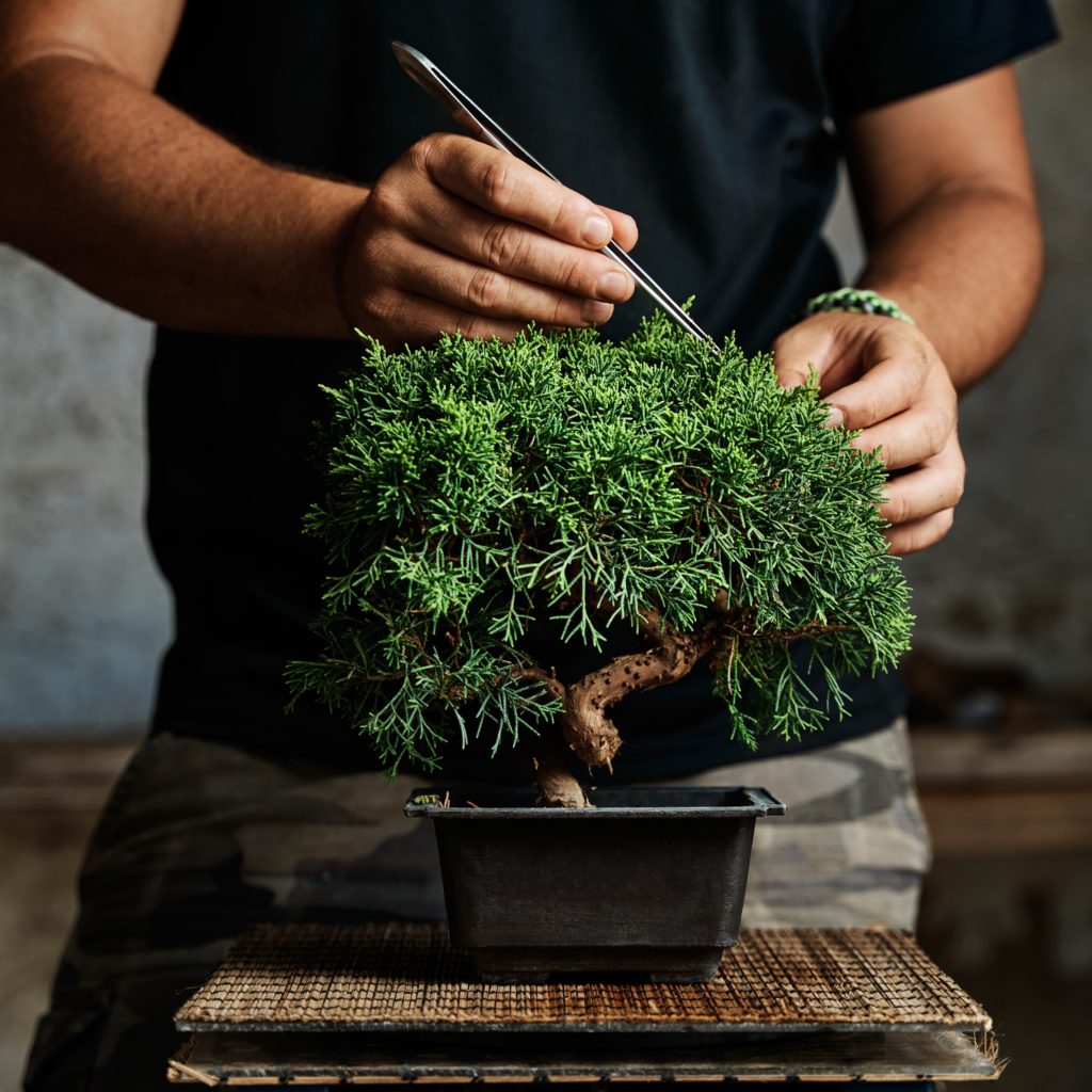 Coltivare Bonsai è una disciplina che richiede pazienza e vi darà molte soddisfazioni.