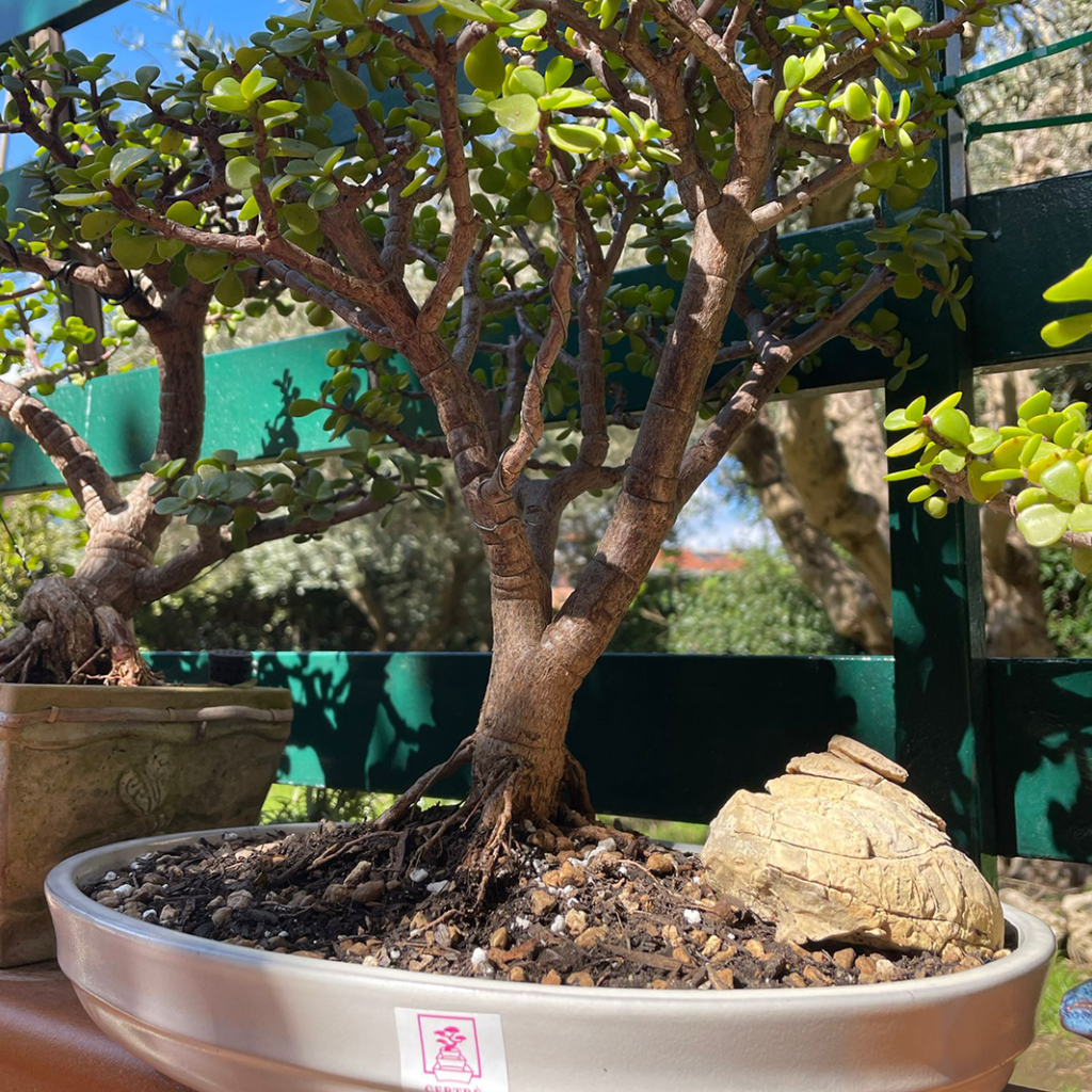 Una guida esclusiva curata da Emanuele @bonsai_jade.