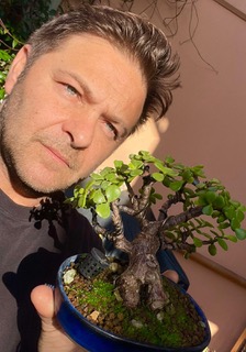 Foto bonsai jade