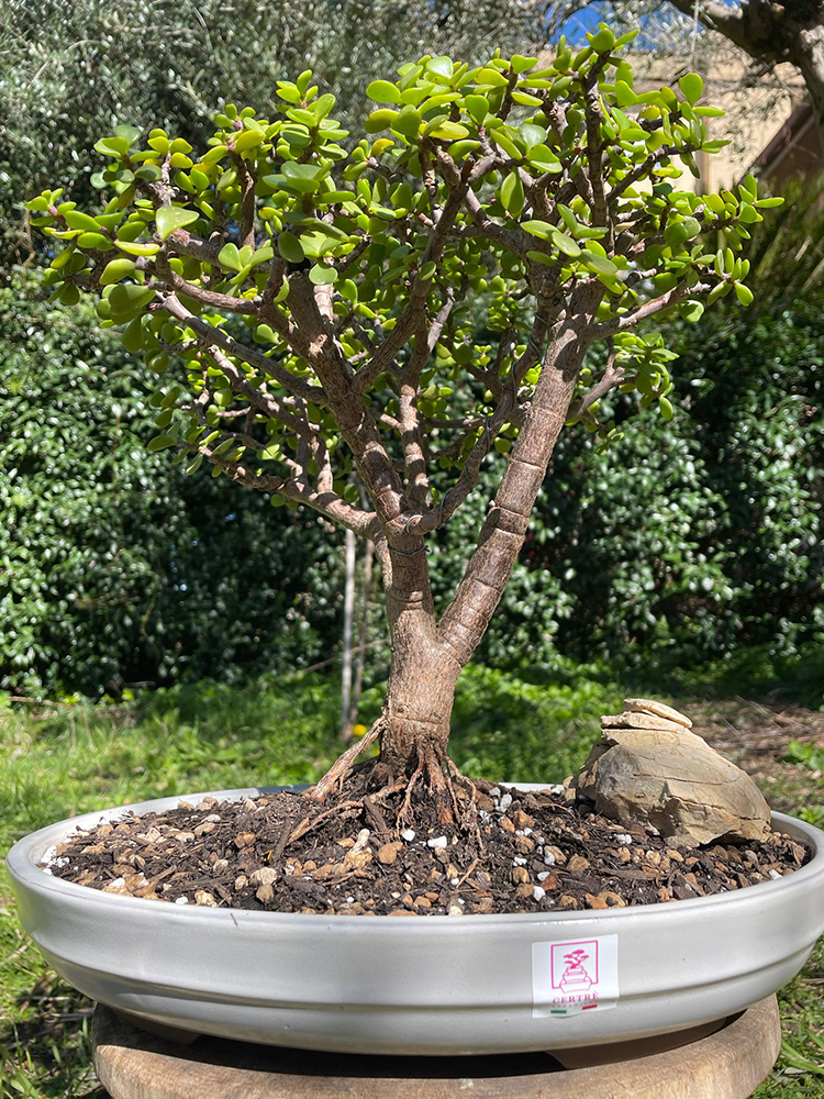 cambiare vaso bonsai