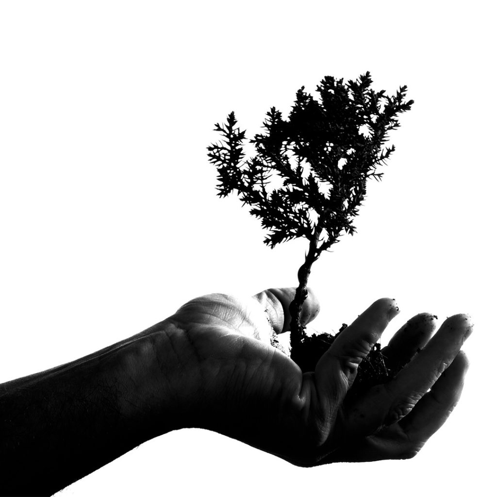 Il bonsai ci riconnette con l'ambiente, insegnandoci a rispettare e proteggere la natura. Un atto d'amore per il nostro pianeta!