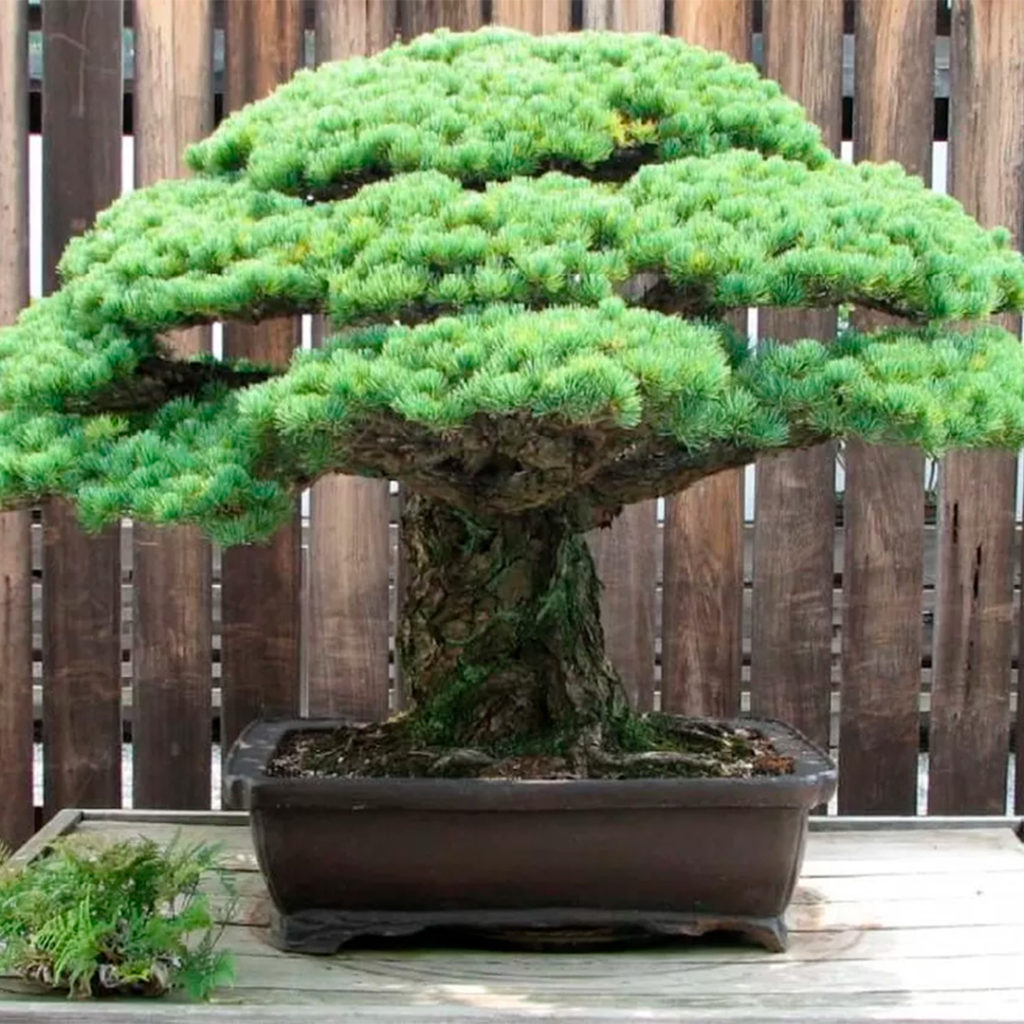 Il Bonsai che Sopravvisse a Hiroshima: Una Storia di Resilienza e Speranza